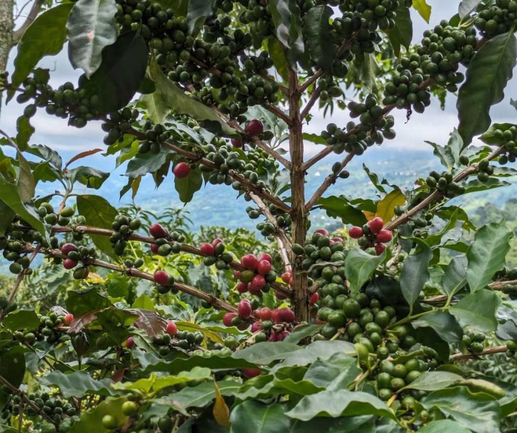 Colombia Excelso EP 2025